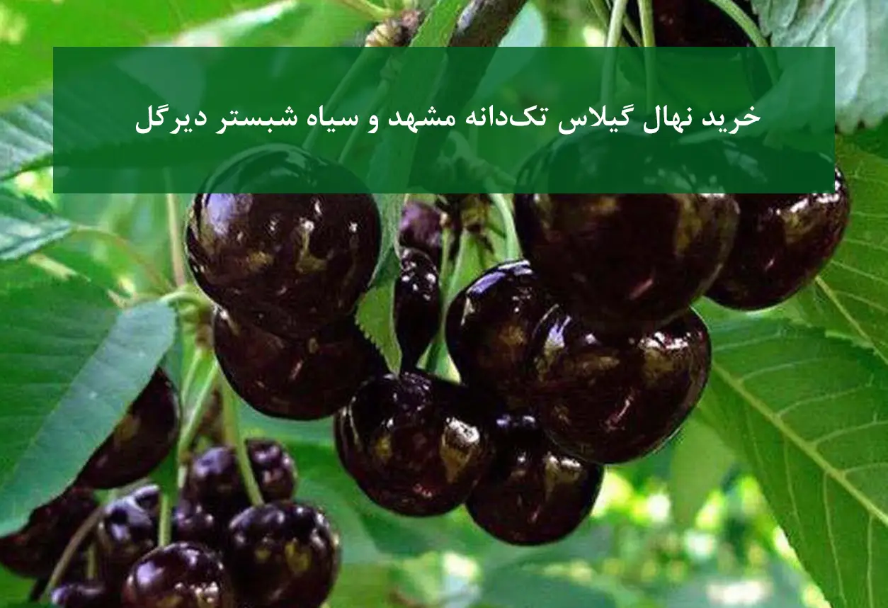 خرید نهال گیلاس تک‌دانه مشهد و سیاه شبستر + ارقام دیرگل