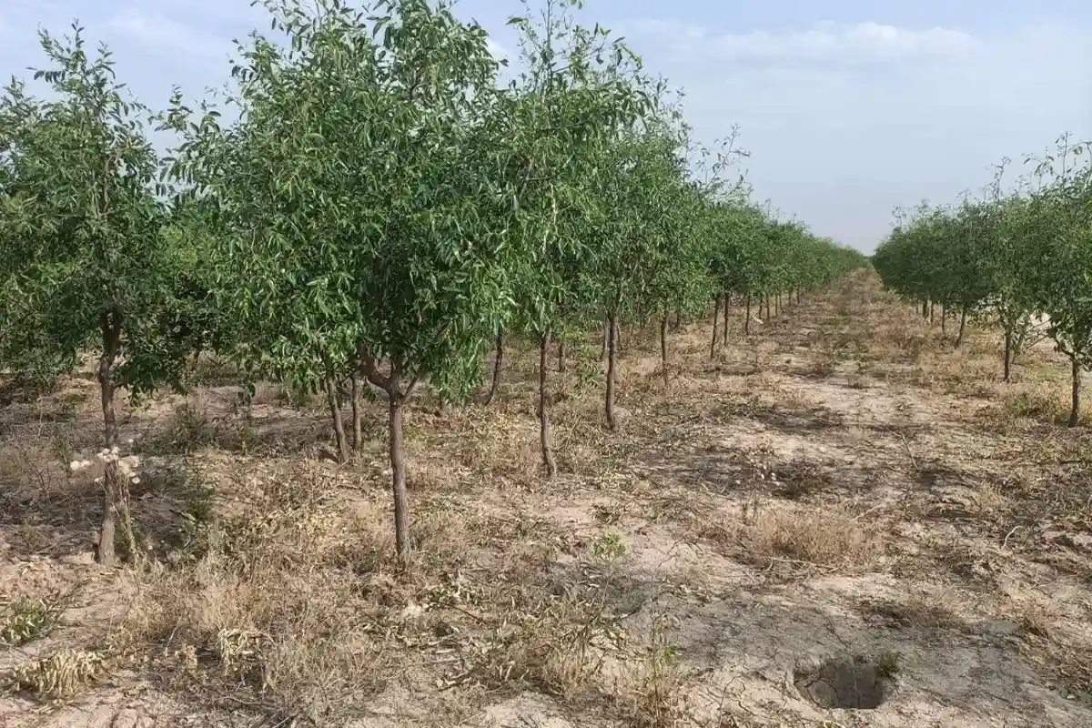 درخت مقاوم به آب شور + مناسب مناطق دارای آب آبیاری شور