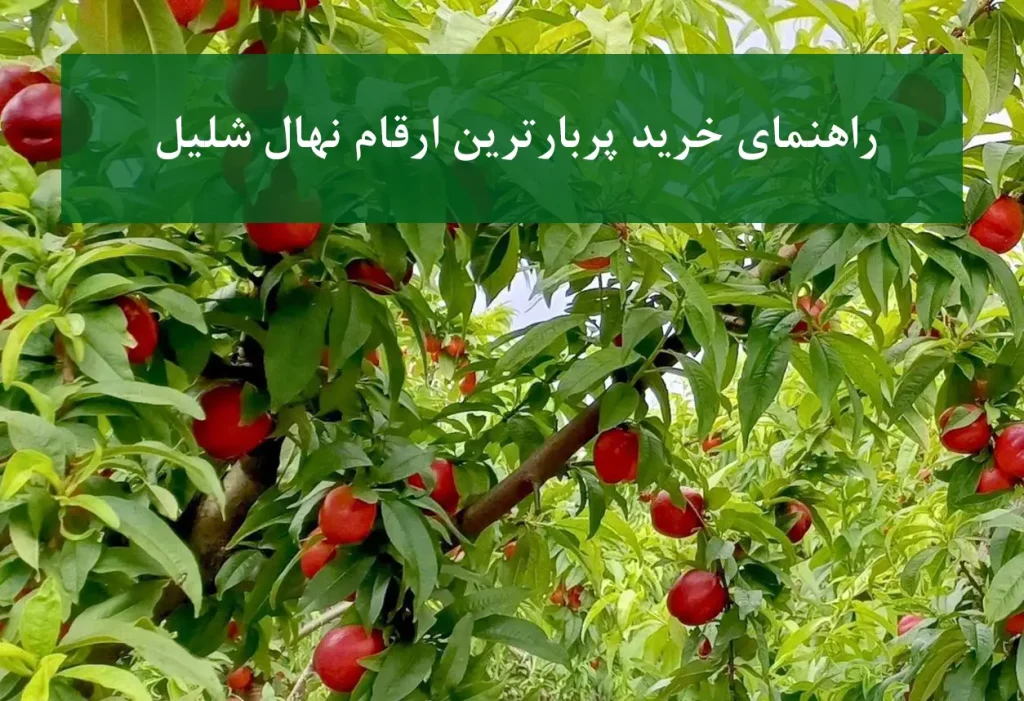 راهنمای خرید نهال شلیل + پربارترین ارقام مناسب باغ