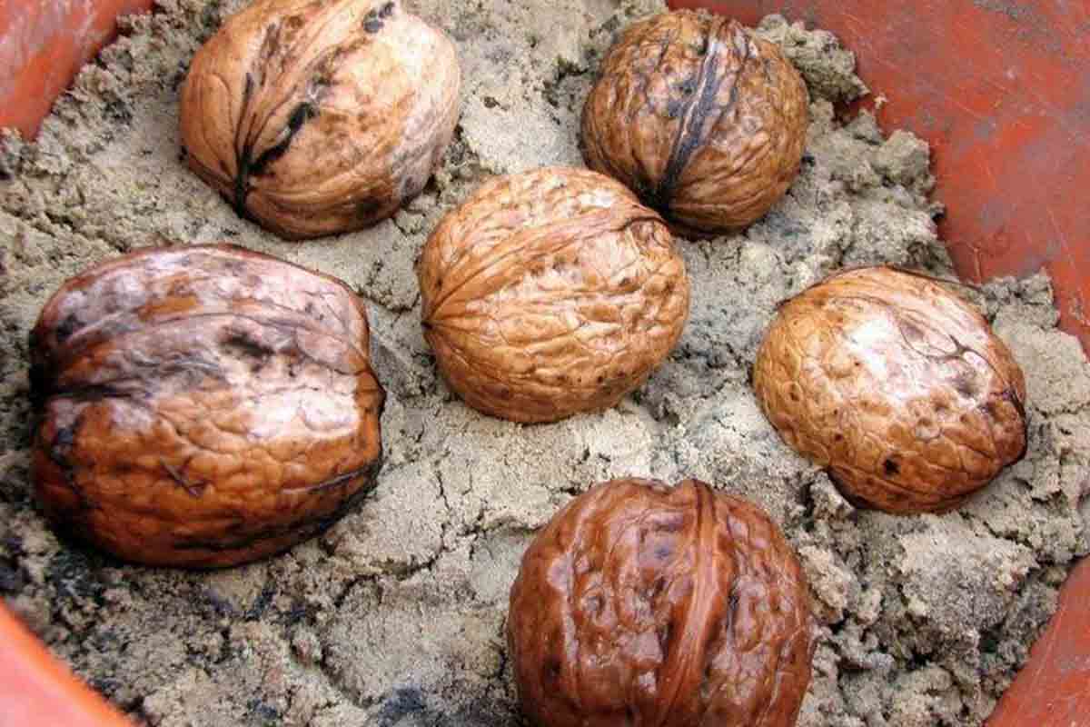 روش سنتی نگهداری بذر گردو + لایه‌بندی بذر و ماسه در زیرزمین خنک