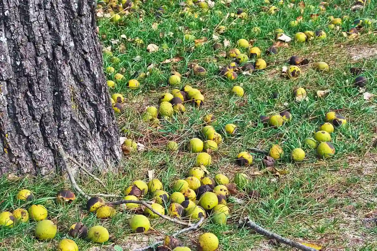ریزش گردوهای جوان در تیرماه + بررسی تفاوت تنش آبی و حمله کرم خراط.
