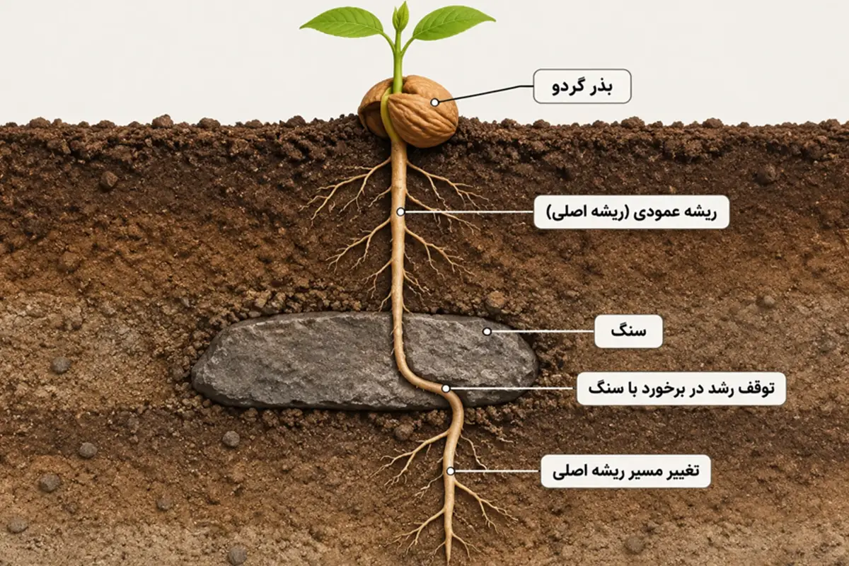 ریشه عمودی بذر گردو و برخورد با سنگ + نمایش توقف و تغییر مسیر ریشه اصلی