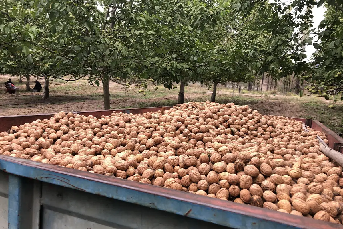 سرمایه‌گذاری در باغ گردو + مسیر رسیدن از احداث باغ به سود پایدار