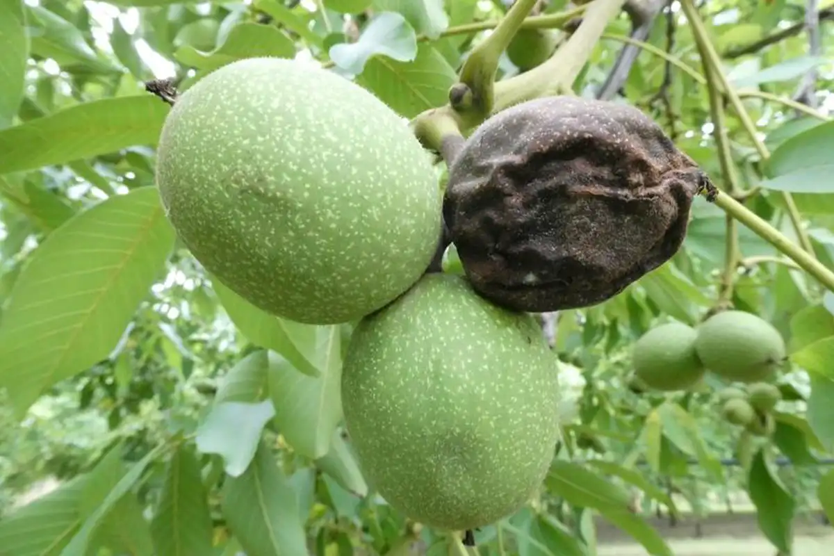 سیاه شدن مغز گردو + بررسی علت و راهکار نجات محصول