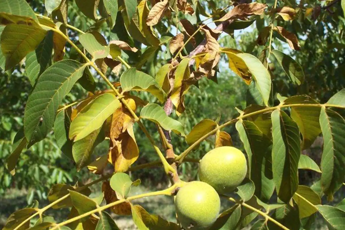 سیلیکات پتاسیم برای گردو در گرمای ۴۵ درجه + بررسی کاهش تنش گرمایی و آفتاب‌سوختگی برگ