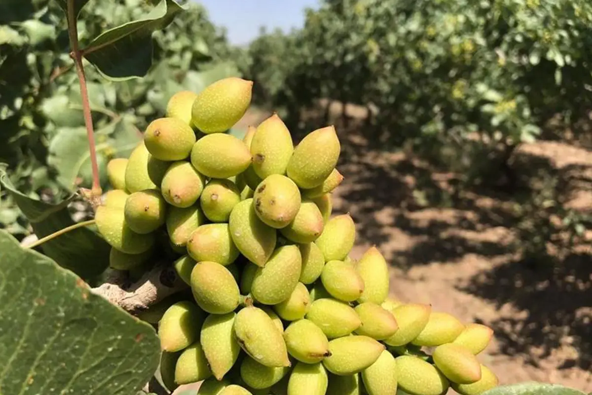 علت دهان‌بسته و پوک شدن پسته + بررسی مغز پسته