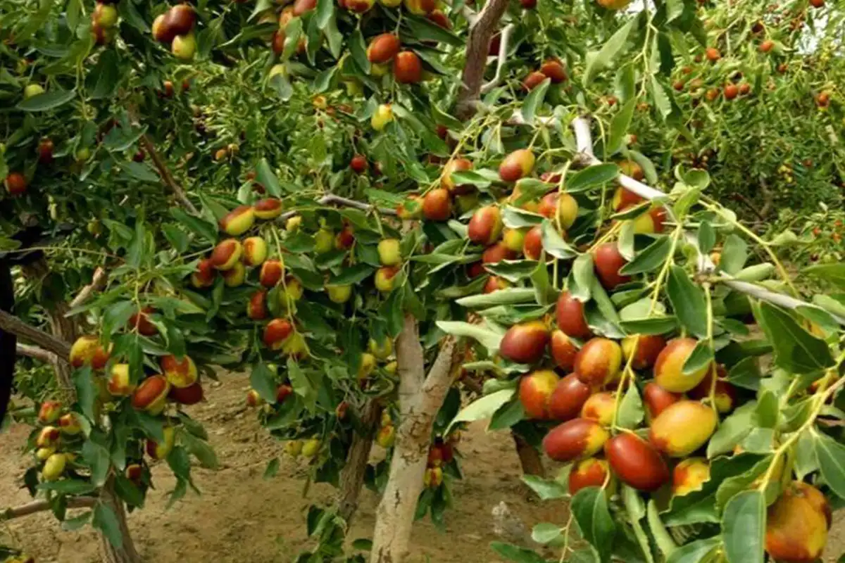 عناب پیوندی درشت + میوه درشت و بازارپسند مناسب باغ تجاری
