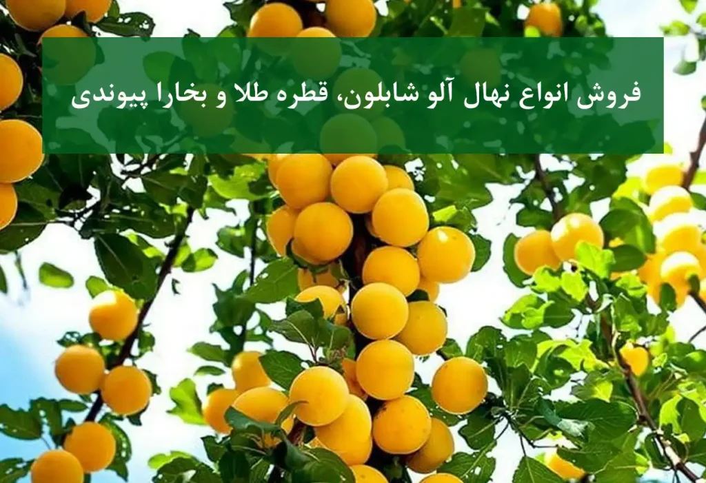 فروش انواع نهال آلو شابلون، قطره طلا و بخارا پیوندی + نهال سالم و پربار