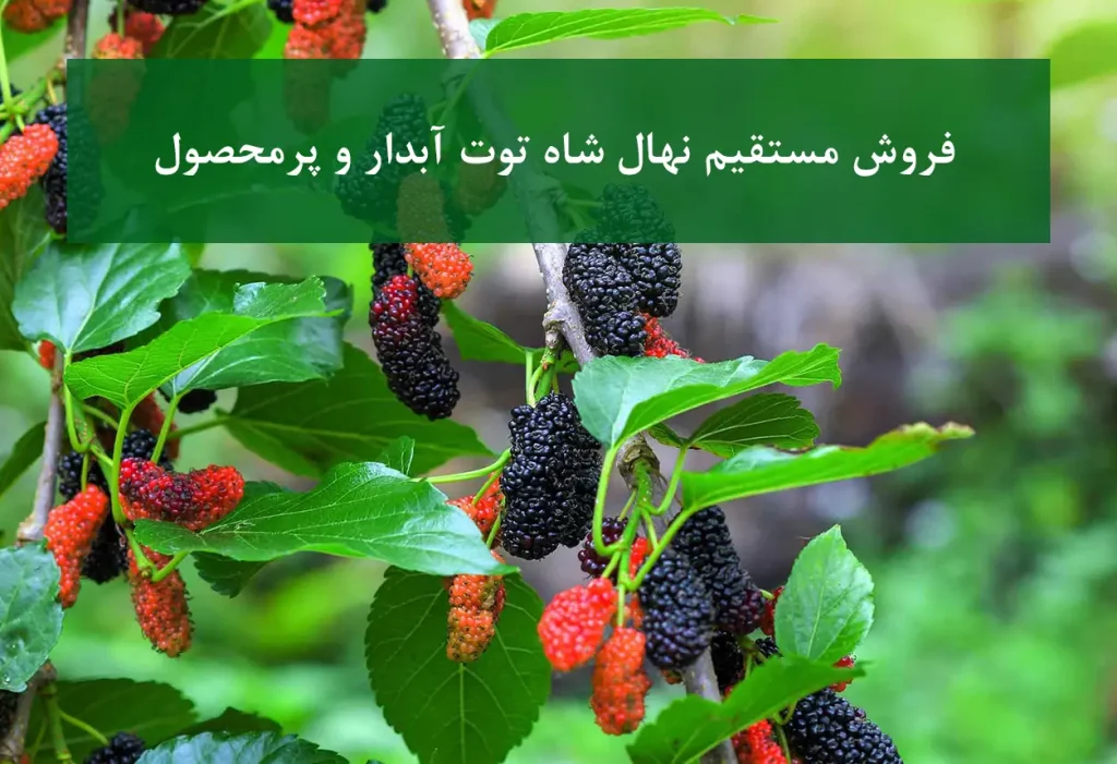 فروش مستقیم نهال شاه توت + آبدار و پرمحصول با ریشه‌زایی قوی