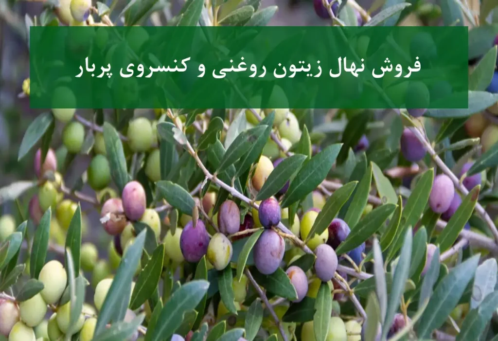 فروش نهال زیتون روغنی و کنسروی + مناسب احداث باغ