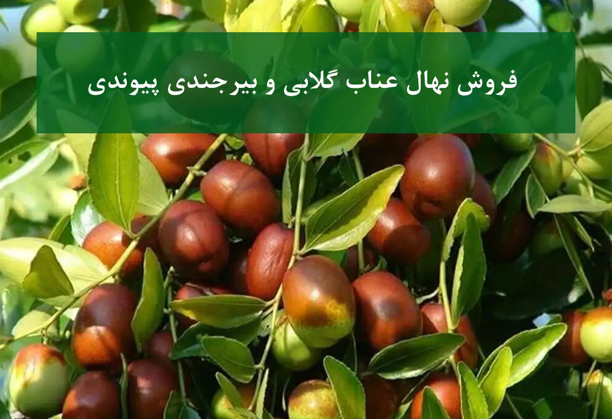 فروش نهال عناب گلابی و بیرجندی + ارقام پیوندی