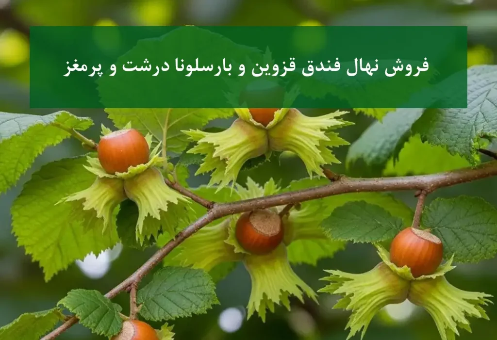 فروش نهال فندق قزوین و بارسلونا + ارقام درشت و پرمغز