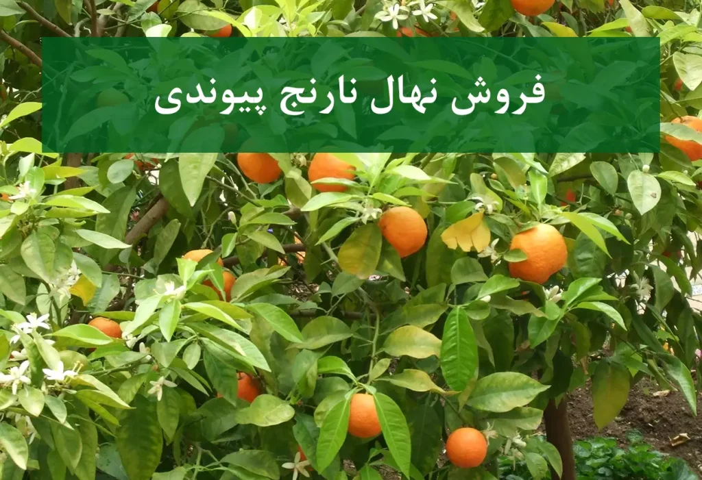 فروش نهال نارنج پیوندی + مناسب احداث باغ مرکبات