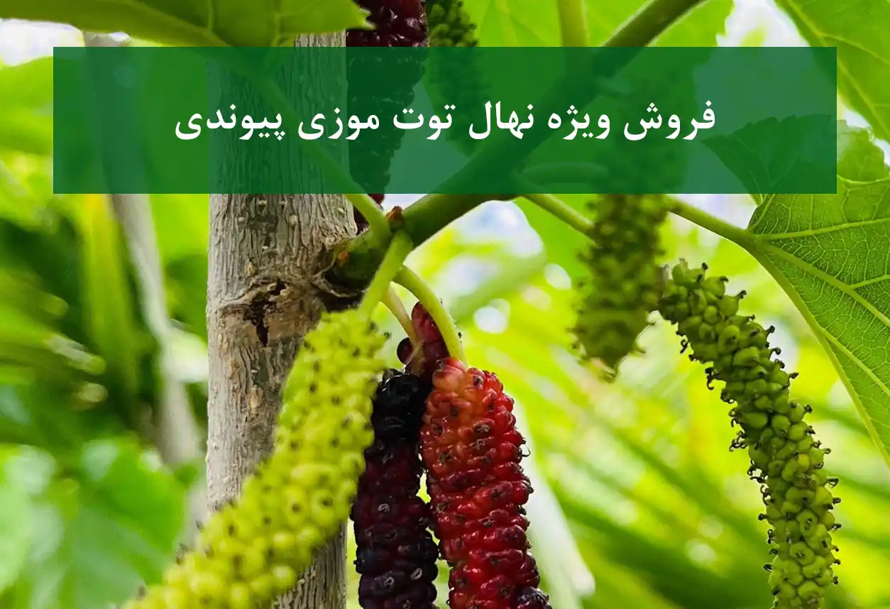 فروش ویژه نهال توت موزی پیوندی + نهال سالم و پربار
