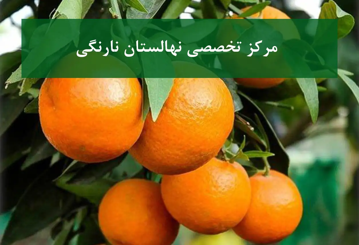 مرکز تخصصی نهالستان نارنگی + ارقام انشو، یافا و کلمانتین