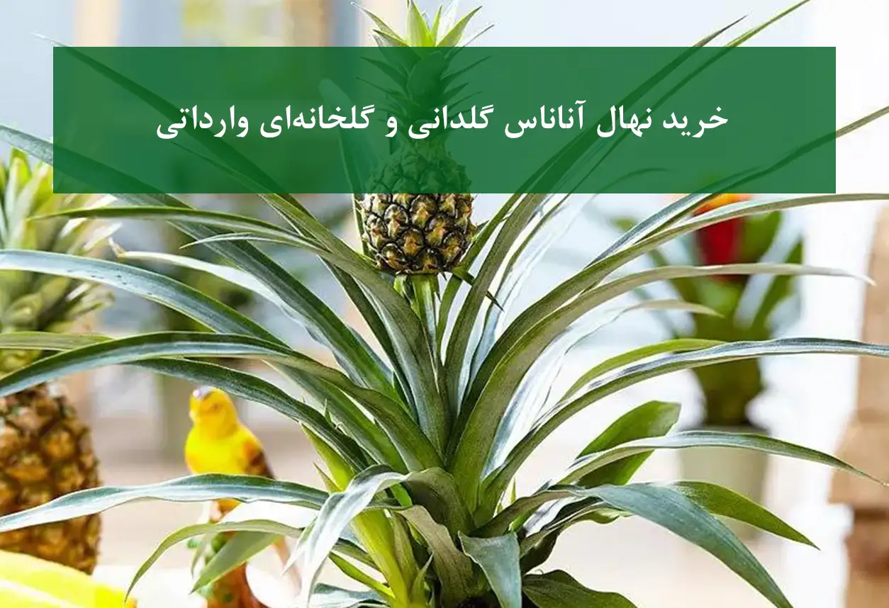 نهال آناناس گلخانه‌ای وارداتی + سالم و باکیفیت