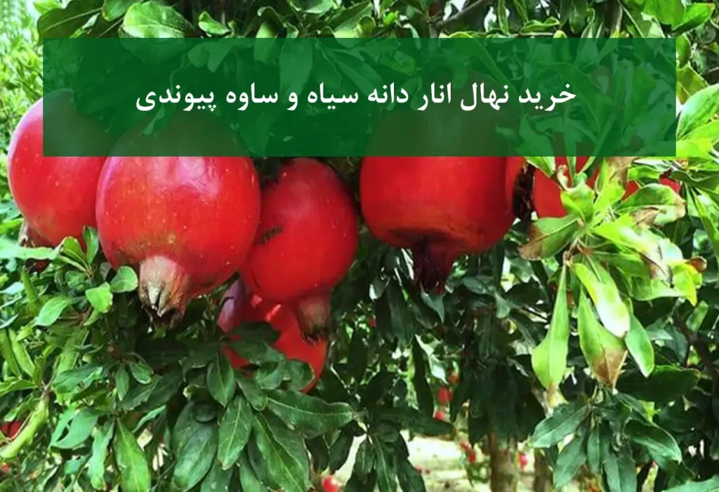 نهال انار دانه سیاه پیوندی + مناسب کشت تجاری