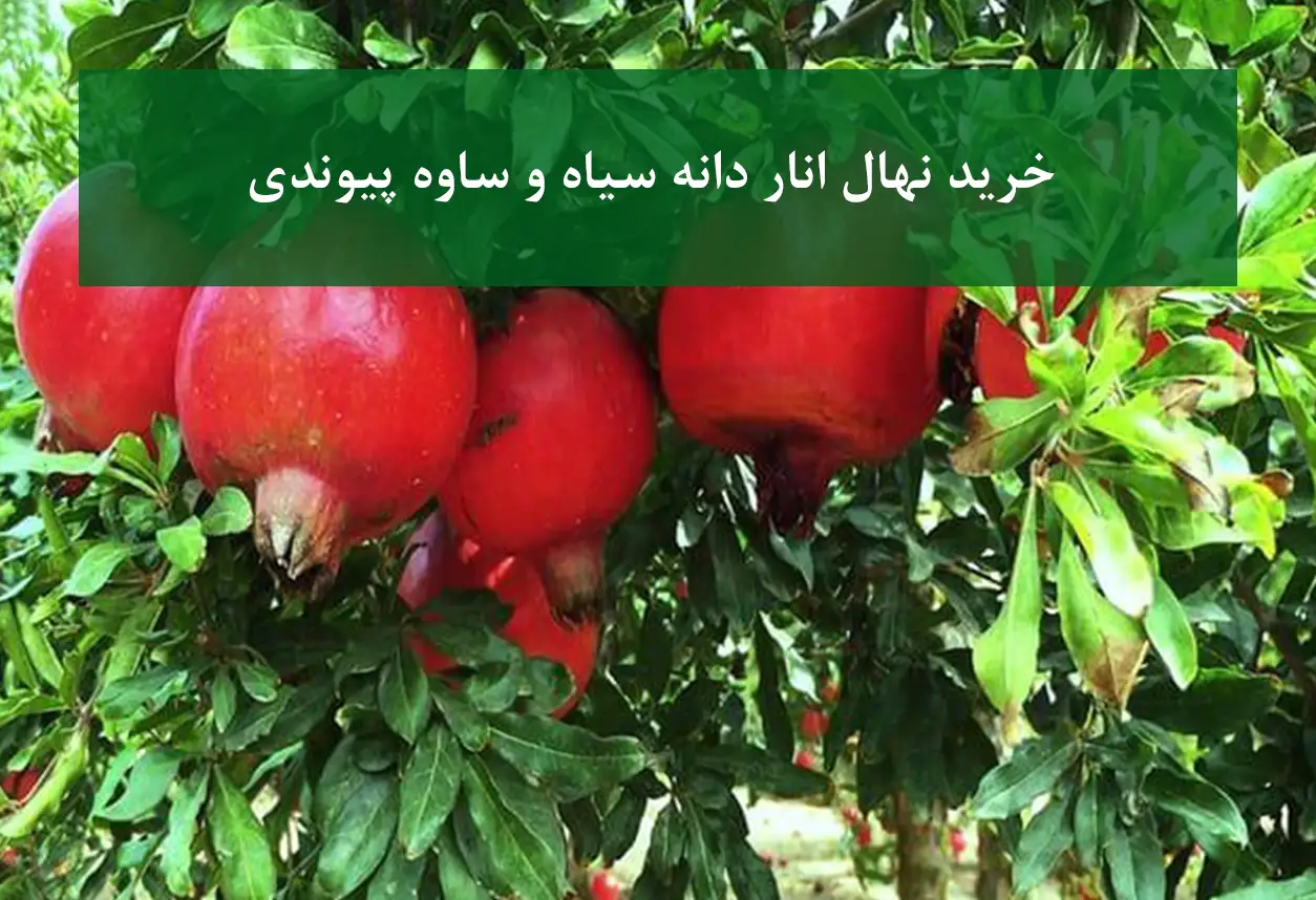 نهال انار دانه سیاه پیوندی + مناسب کشت تجاری