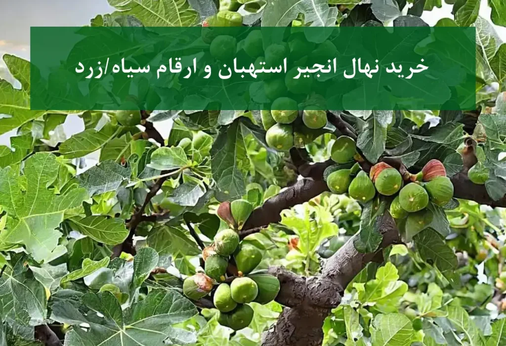 نهال انجیر استهبان + ارقام سیاه و زرد باکیفیت