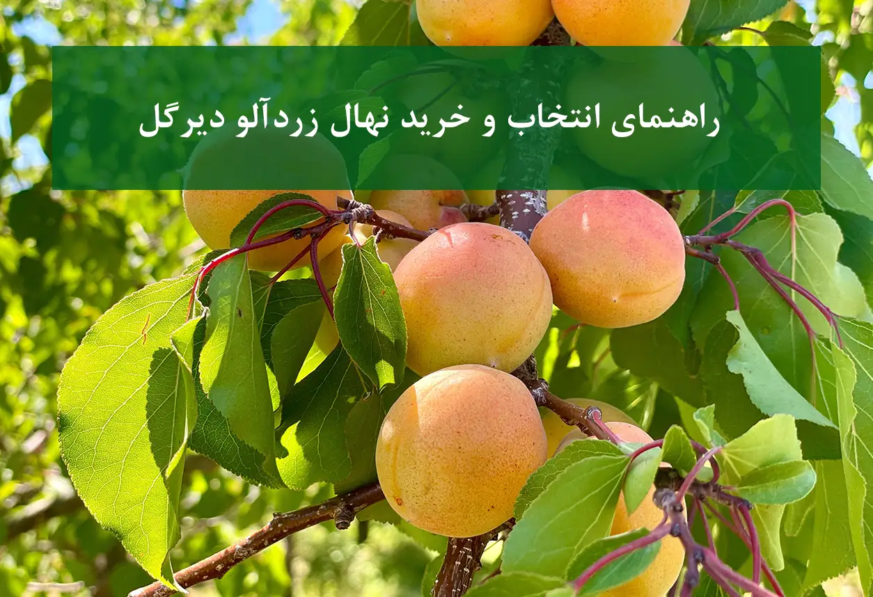 نهال زردآلو دیرگل + مقاوم در برابر خطر سرمازدگی بهاره