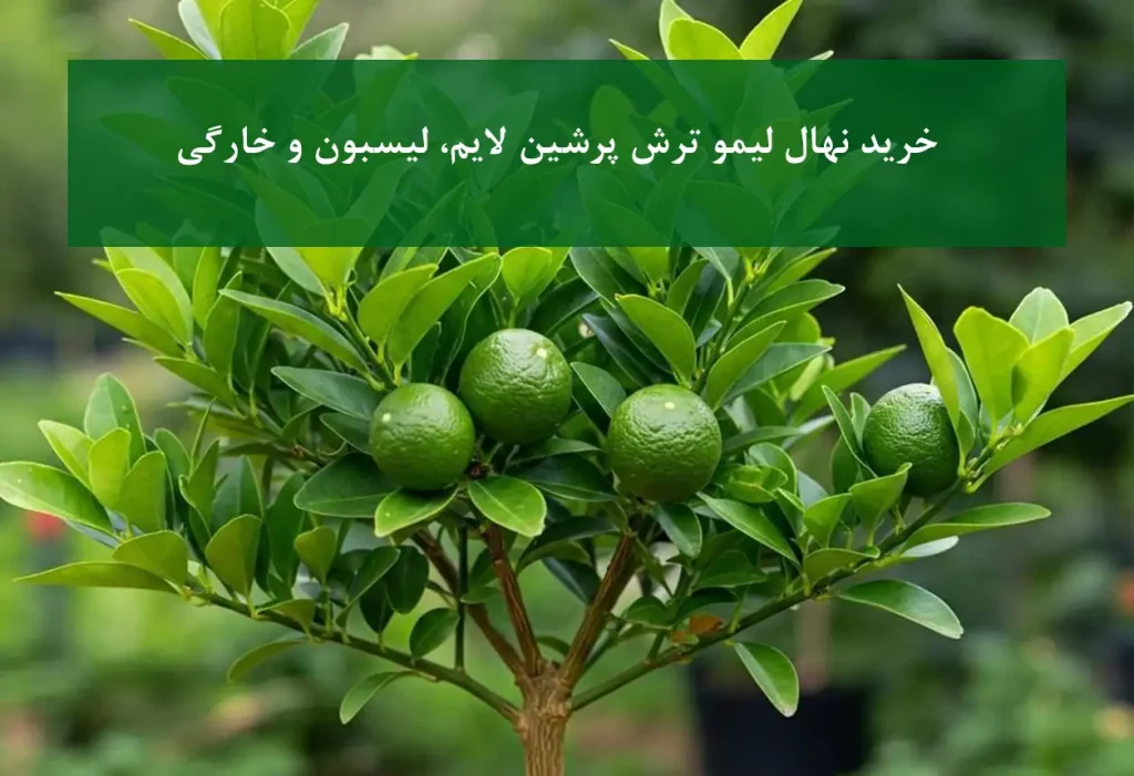 نهال لیمو ترش خارگی + سالم و مناسب باغ‌های تجاری