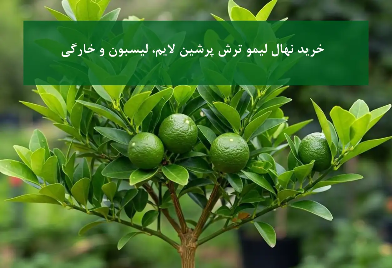 نهال لیمو ترش خارگی + سالم و مناسب باغ‌های تجاری
