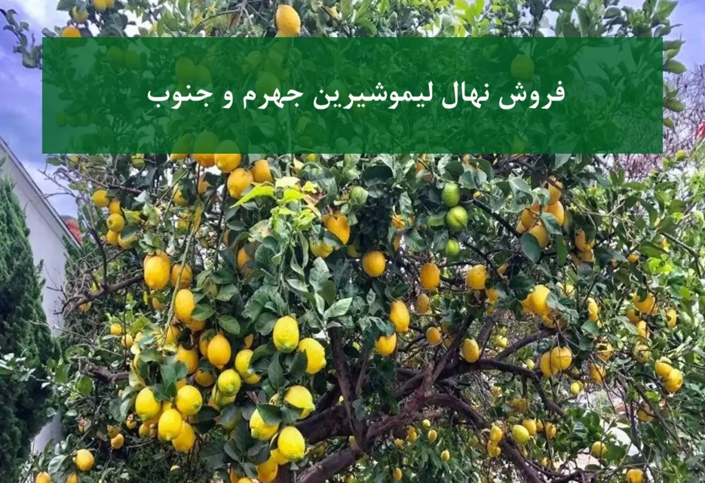 نهال لیموشیرین جنوب + سالم و مناسب کشت تجاری