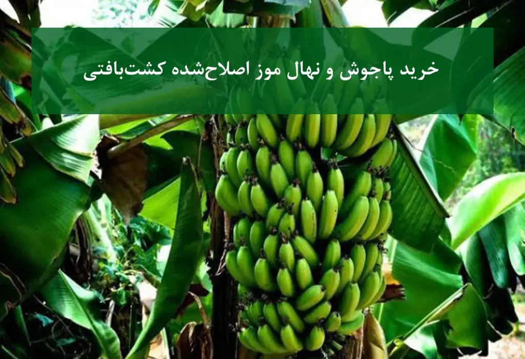 نهال موز اصلاح‌شده کشت‌بافتی + مناسب احداث باغ و گلخانه