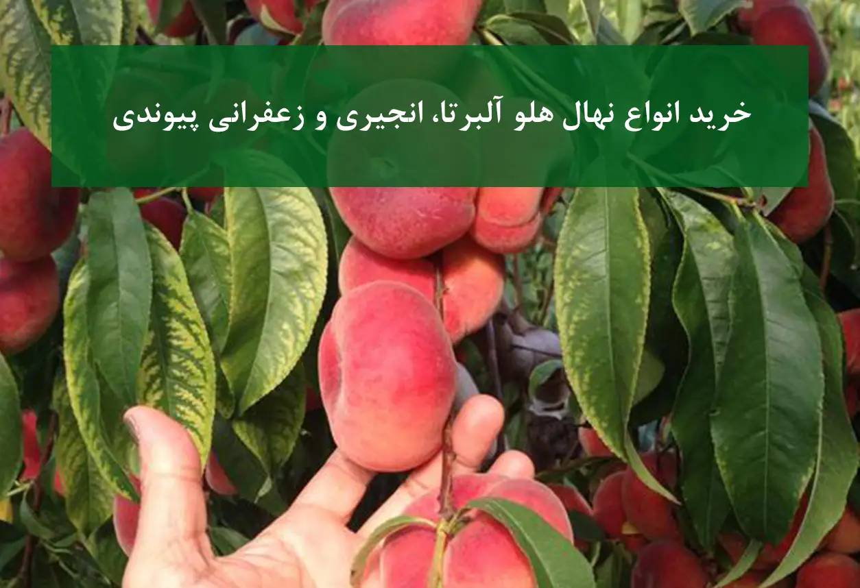 نهال هلو آلبرتا، انجیری و زعفرانی + ارقام پربار و پیوندی