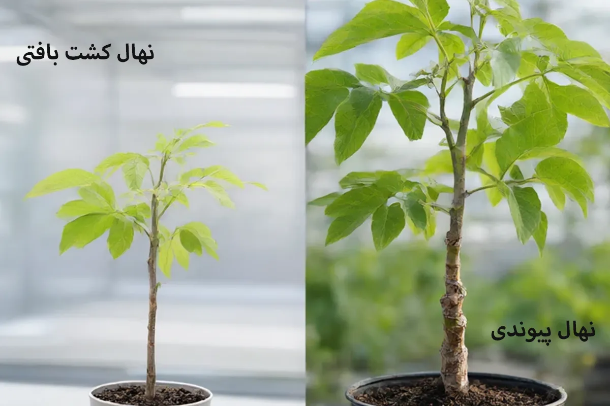 نهال پایه‌رویشی کشت‌بافتی یا پیوندی + مقایسه ریشه و محل اتصال پایه و پیوندک