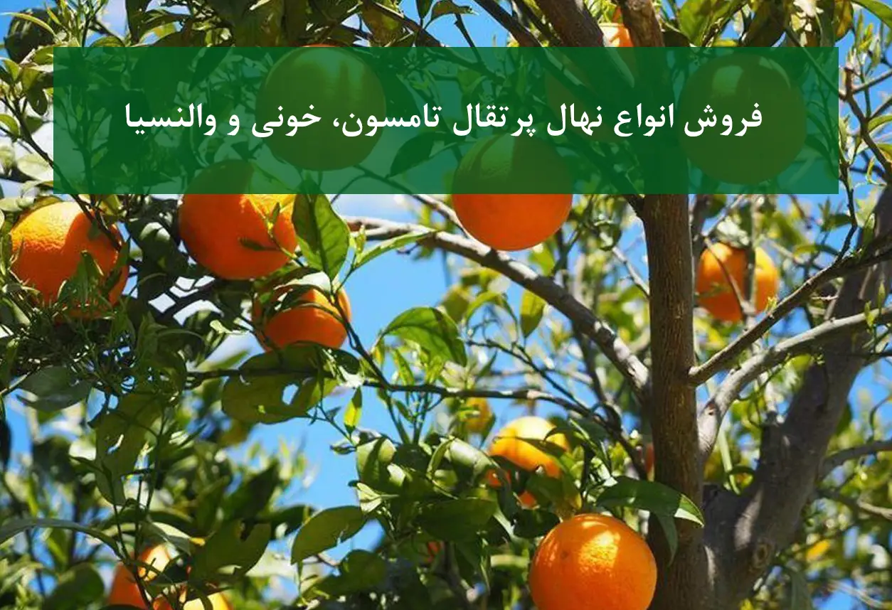 نهال پرتقال تامسون، خونی و والنسیا + نهال سالم و اصیل