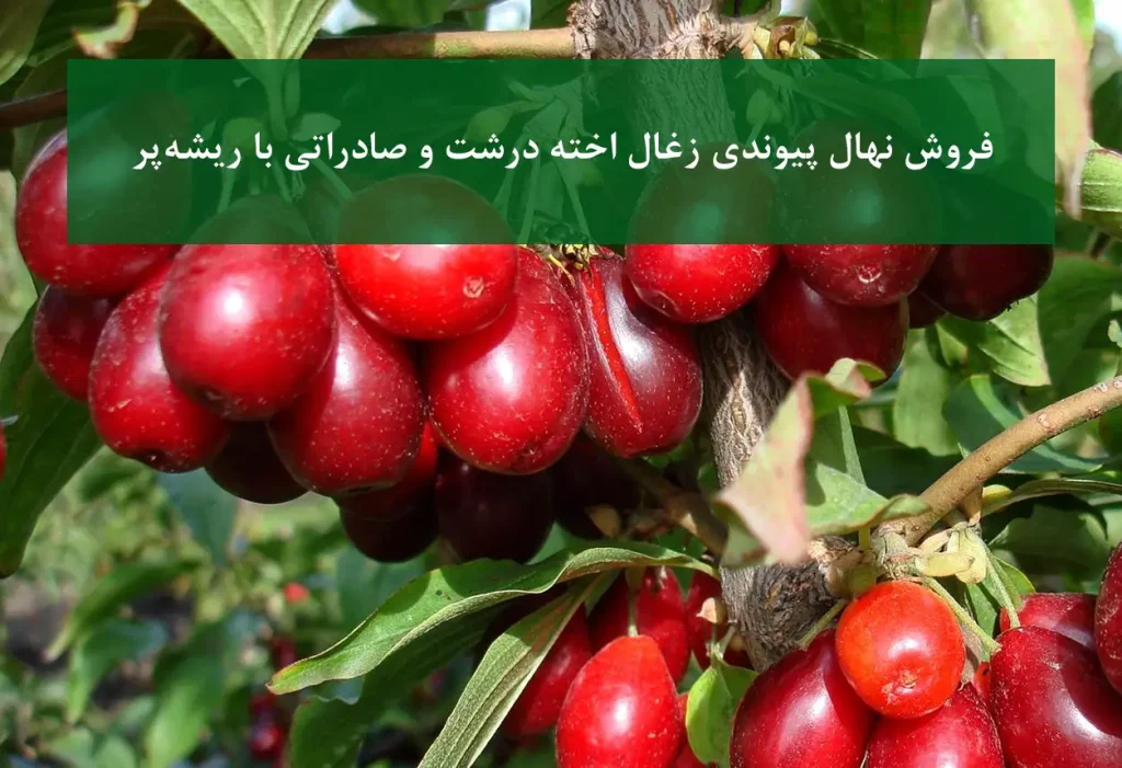 نهال پیوندی زغال اخته صادراتی + مناسب احداث باغ تجاری