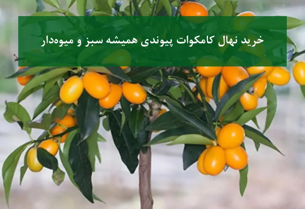 نهال کامکوات میوه‌دار + مناسب حیاط و باغچه