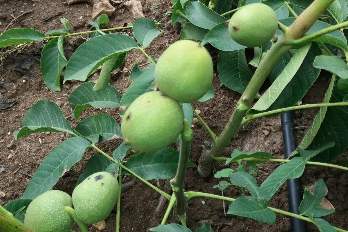 نهال گردو پس از کاشت + بررسی زمان واقعی شروع باردهی