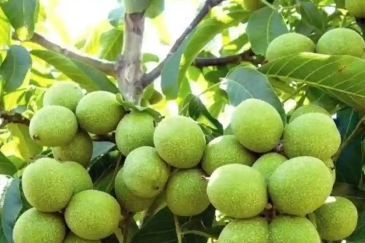 نهال گردو چندلر + باردهی زودهنگام و محصول فراوان
