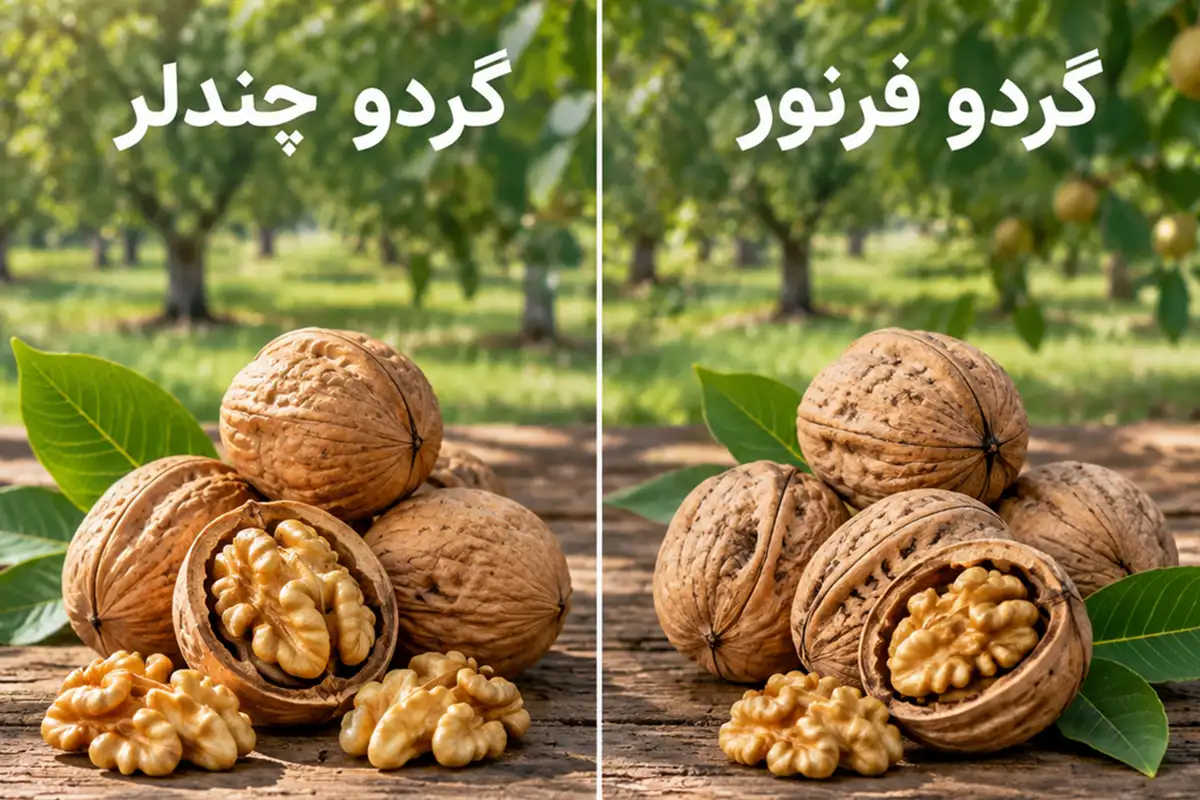 نهال گردو چندلر یا فرنور + مقایسه اقلیمی ارقام