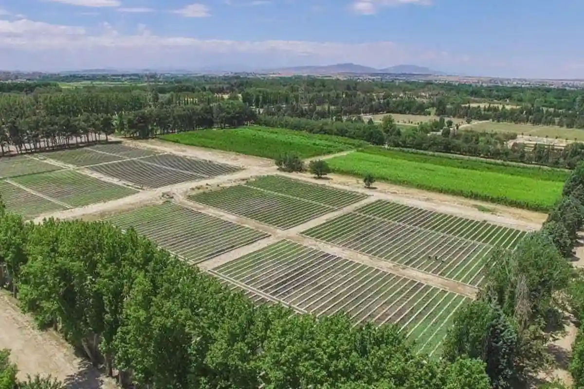 نهالستان بدون مجوز + ۴ نشانه تشخیص فروشنده نامعتبر