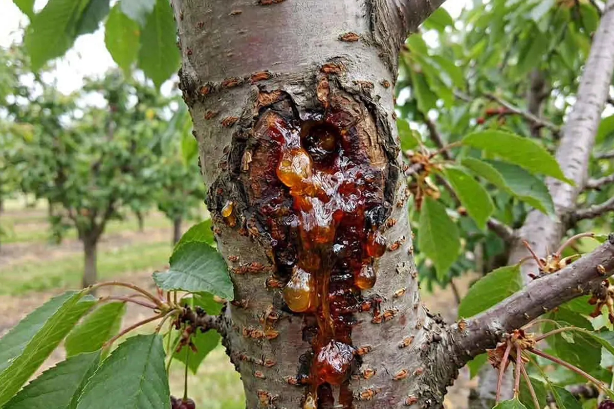 هرس درخت گیلاس بالغ + بررسی زخم شاخه و خطر صمغ‌دهی