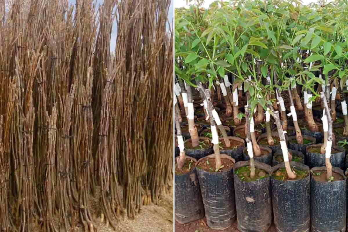 پایه رویشی و بذری گردو + مقایسه نهال‌های کلونال با نهال‌های حاصل از بذر