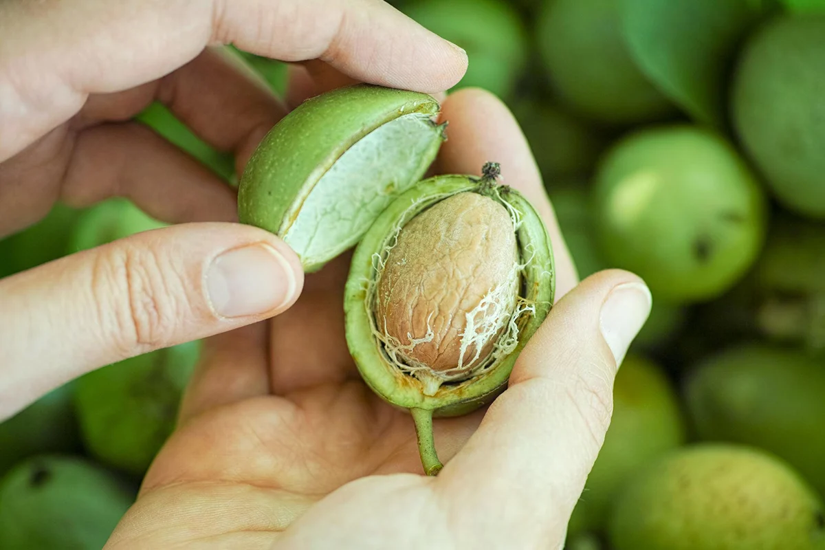 پوست سبز گردو + تبدیل ضایعات باغ به کمپوست و رنگ طبیعی