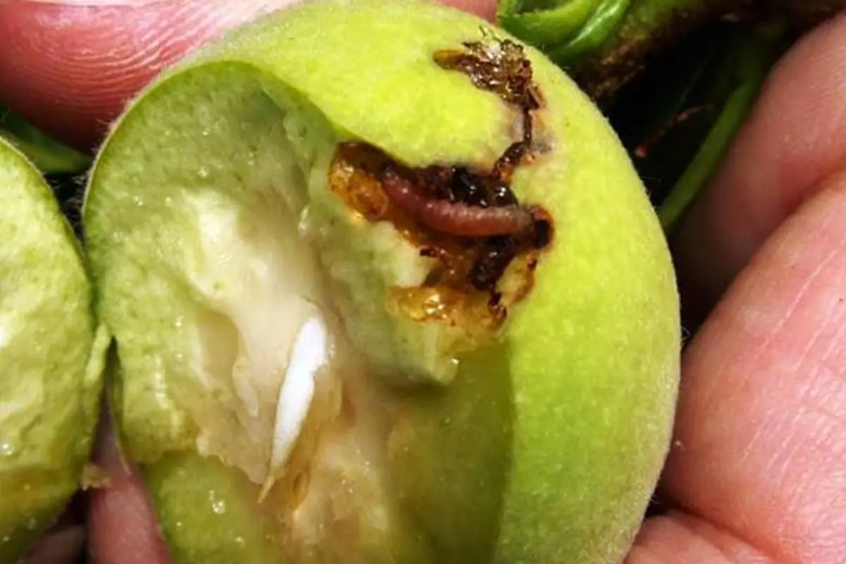 کرم سرخرطومی و میوه‌خوار هلو + بررسی علائم خسارت روی میوه