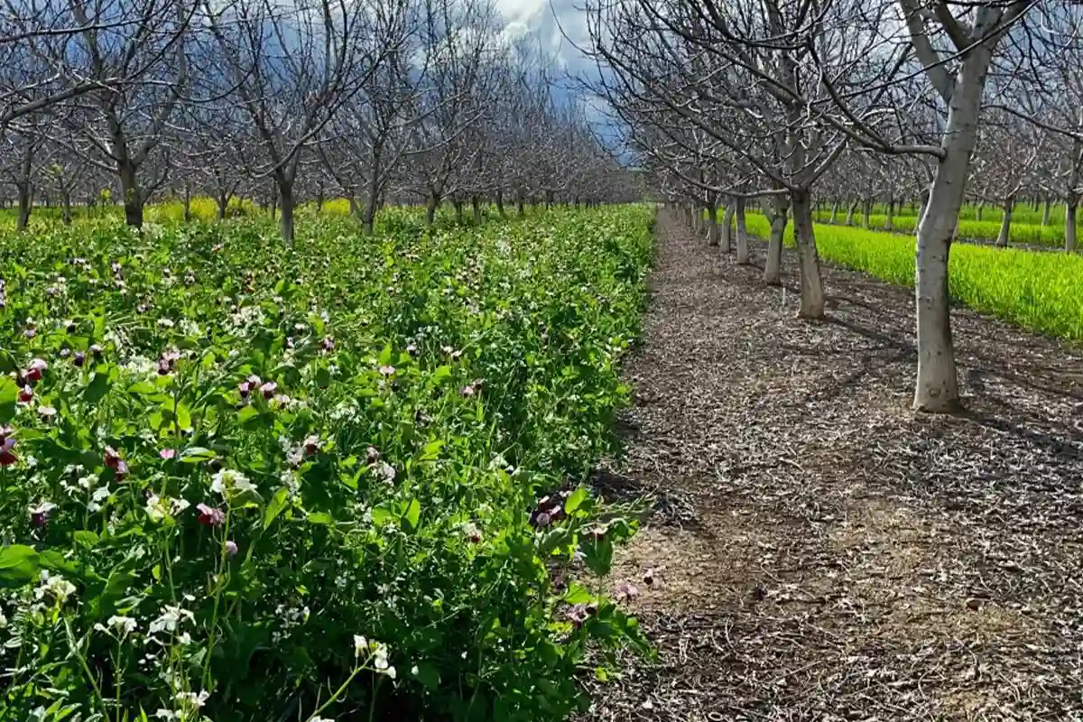 کشت تلفیقی بین درختان گردو + مقایسه محصولات مناسب برای استفاده از فضای خالی در ۵ سال اول.