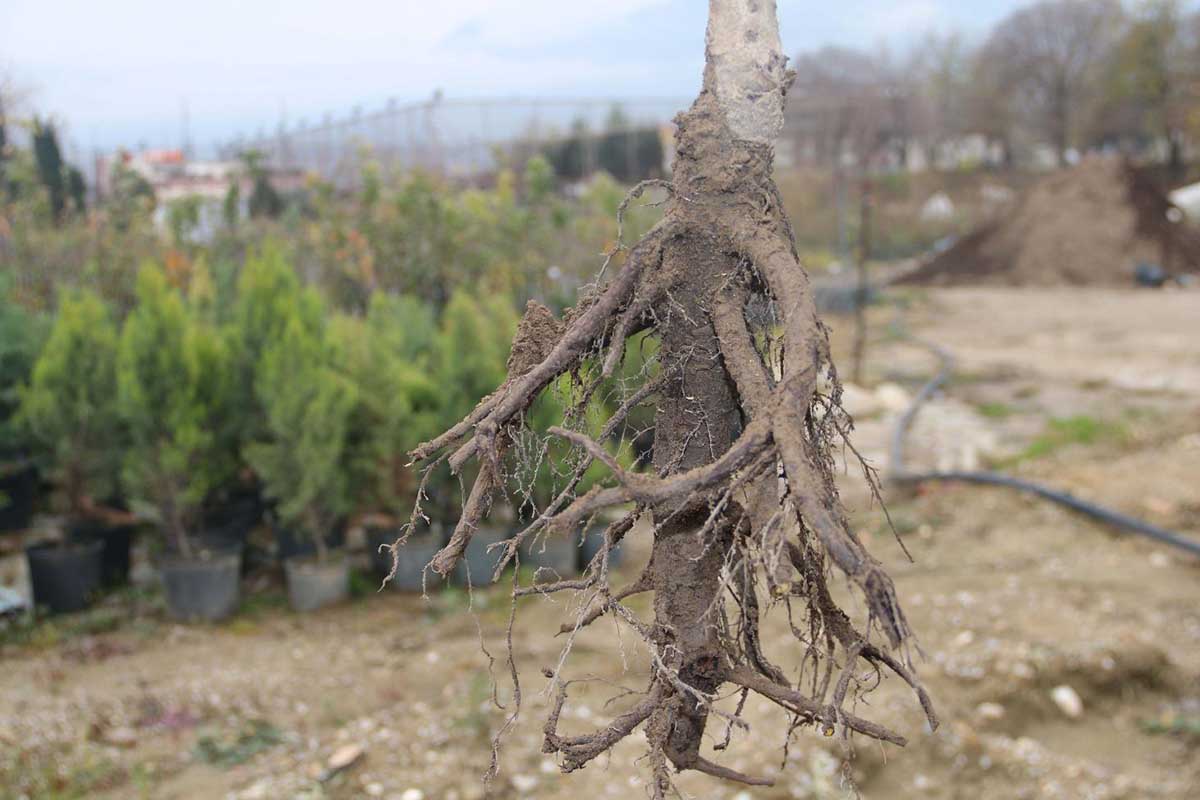 کود فسفر بالا برای گردو + بررسی تأثیر فسفر بر ریشه‌دوانی نهال‌های کم‌رمق در سال اول