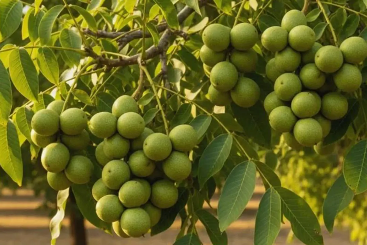 گردوی خوشه‌ای برای باغ تجاری + مقایسه تعداد میوه با کیفیت مغز و عملکرد اقتصادی