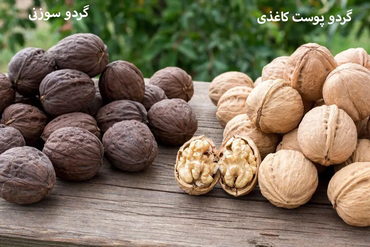گردوی پوست کاغذی یا پوست سوزنی + مقایسه ضخامت پوسته و کیفیت مغز پس از شکستن.