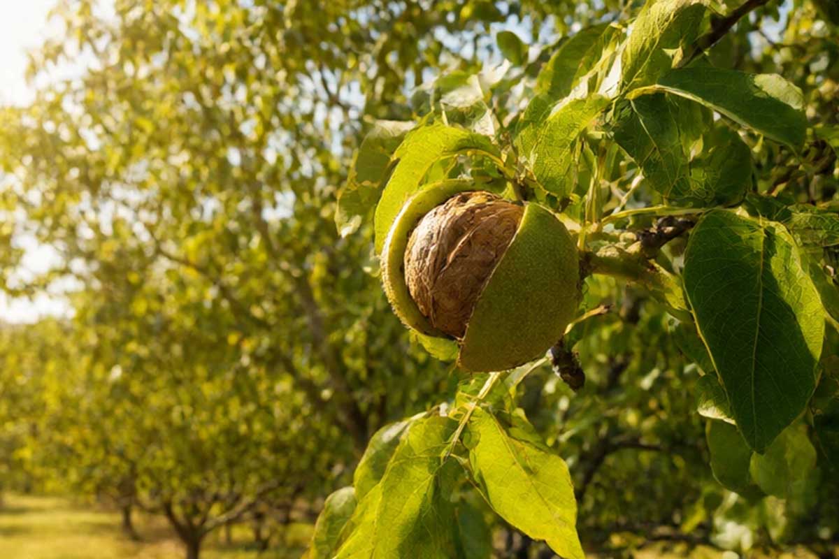 گردوی پکان یا چندلر + مقایسه تحمل گرمای تابستان در دمای بالای ۴۲ درجه