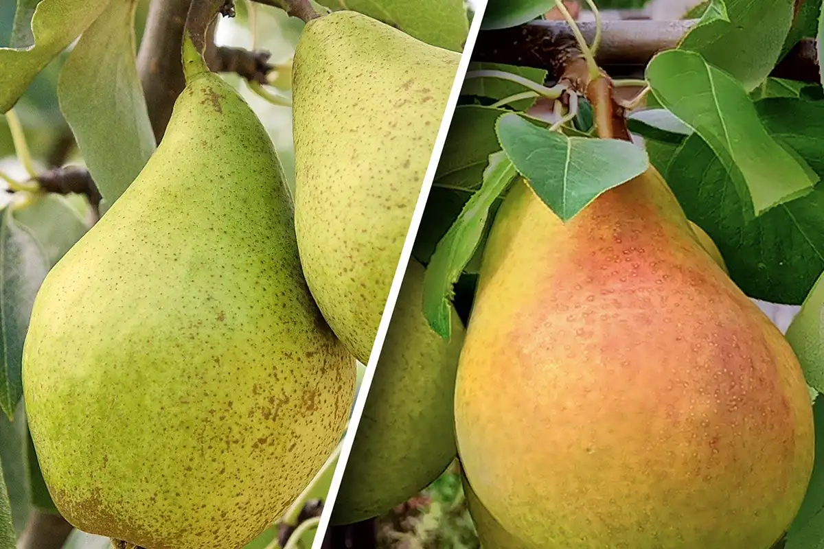 گلابی درگزی یا بیروتی + مقایسه دو رقم گلابی برای باغ تجاری