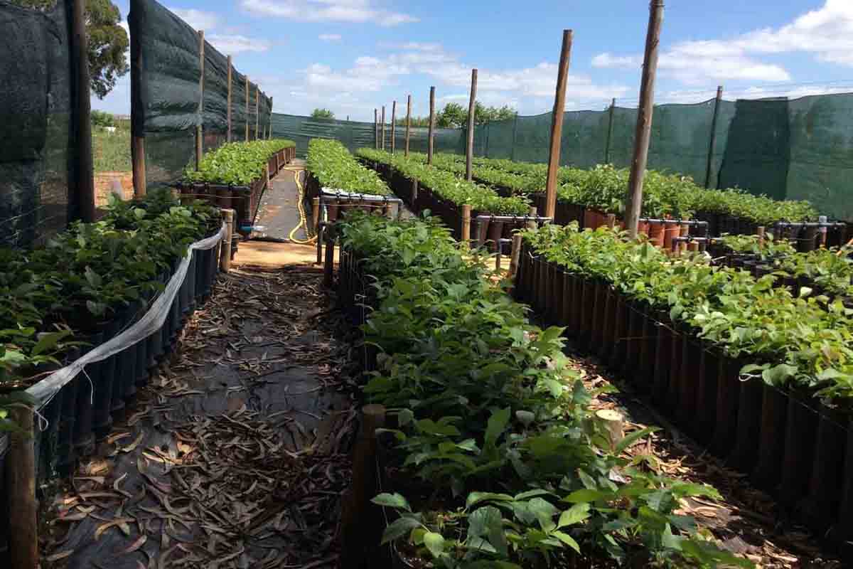۱۰۰ کیلو بذر گردو برای تولید نهال + نمایش مسیر بذر تا نهال قابل فروش در خزانه