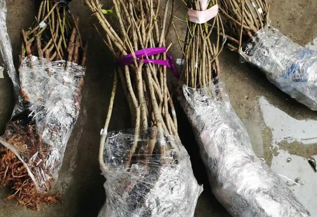 ۳ ترفند بسته‌بندی ریشه نهال + حمل ایمن و طولانی