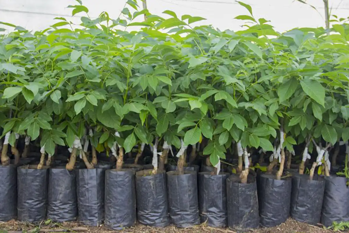 قیمت نهال گردوی شناسنامه‌دار + مقایسه نهال دارای لیبل و فاکتور با نهال بدون مجوز